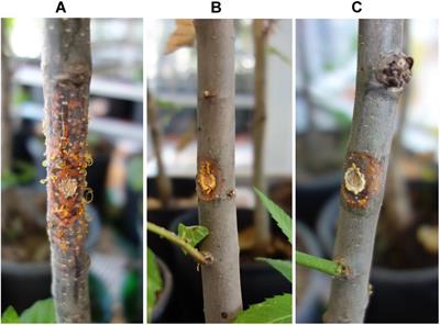 Testing the Pathogenic Potential of Cryphonectria parasitica and Related Species on Three Common European Fagaceae